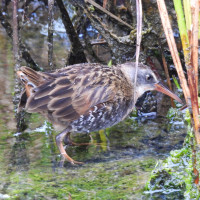 Virginia Rail